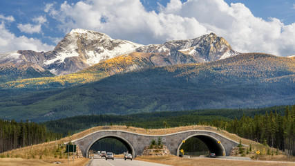 Autumn - Wildlife Overpass Bridge on Trans Canada Highway in Banff National Park