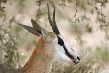 Wall Mural - springbok, antidorcas marsupialis, kgalagadi transfrontier park, kalahari desert, south africa