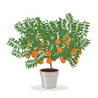 Dwarf orange tree in the flower pot. Fruit tree growing in pot. Growing oranges in a container. Isolated on white. Garden illustration.