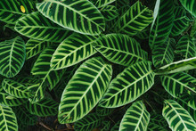 Green Leave (Calathea Zebrina) Textured Background.