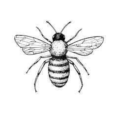 honey bee vintage vector drawing. hand drawn isolated insect ske