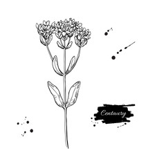 Wall Mural - Centaury vector drawing. Hand drawn herb sketch.