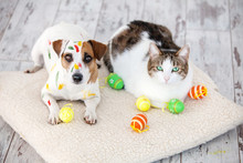 Dog And Cat With Easter Eggs