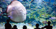 People Watch For The Sea Life In The Oceanarium Of Kuala Lumpur