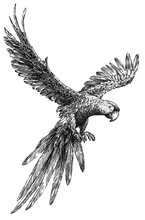 Black And White Engrave Isolated Parrot Illustration