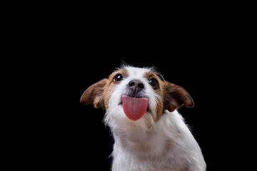 Jack Russell Terrier on a black background