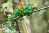 Fototapeta Zwierzęta - Chameleon Furcifer pardalis Ambolobe 2 years old, Madagascar endemic Panther chameleon in angry state, pure Ambilobe (Chamaeleoninae)