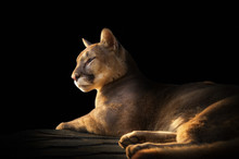 Cougar Portrait On Black Background