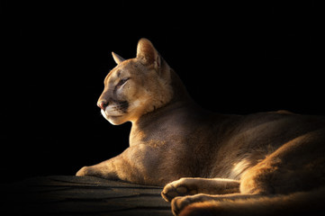 cougar portrait on black background