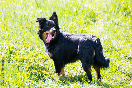 Border Collie Belgischer Schaferhund Mix Schwarz Braun Border Collie Belgian Shepherd Mix Black Brown Buy This Stock Photo And Explore Similar Images At Adobe Stock Adobe Stock