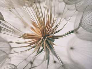  beautiful summer natural flower dandelion in close-up