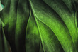 © DedMityay - Green plant leaf texture, macro shot. Nature background, spring flora