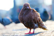 Juvenile reddish brown pigeon (columba livia domestica) sitting on the sidewalk in front of a blurry blue urban scene at sunset in berlin