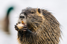 A Portrait Of A Little Coypu Eating Something