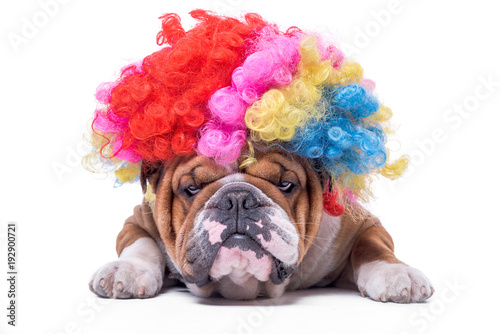 Fotografie, Obraz Funny and bored English bulldog with clown wig,isolated on white background