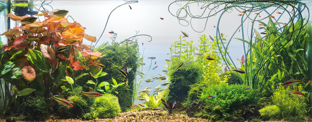 Poster - Panoramic view of planted tropical fresh water aquarium with white background