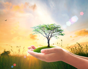 Sticker - World environment day concept: Human hands holding big tree over blurred nature background