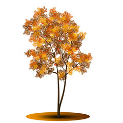 Wall Mural - tree rowan with red and yellow leaves