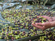 Young worker collecting olives on olive tree plantation