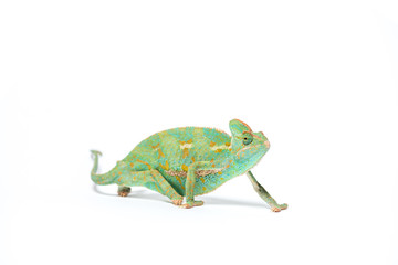 Wall Mural - colorful tropical chameleon crawling isolated on white