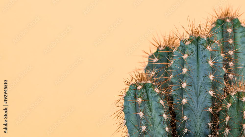Cactus plant close up. Trendy yellow minimal background with cactus plant. - obrazy, fototapety, plakaty 