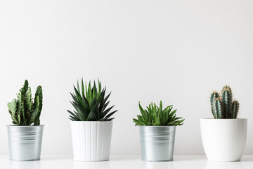 Collection of various cactus and succulent plants in different pots. Potted cactus house plants on white shelf against white wall.