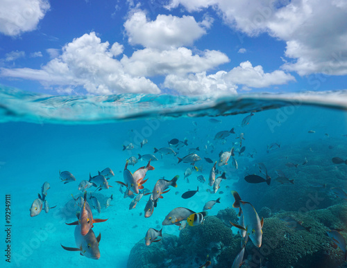 Cloudy Blue Sky And A Shoal Of Tropical Fish With Coral Underwater Split View Above And Below Water Surface Rangiroa Tuamotus Pacific Ocean French Polynesia Acheter Cette Photo Libre De Droit Cloudy Blue Sky And A Shoal Of Tropical Fish With Coral Underwater Split View Above And Below Water Surface Rangiroa Tuamotus Pacific Ocean French Polynesia Acheter Cette Photo Libre De Droit