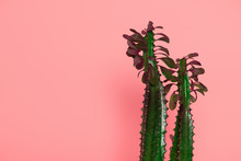 Beautiful Green Cactuses With Thorns And Leaves Isolated On Pink