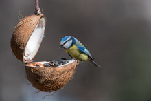 Eurasian Blue Tit (Cyanistes Caeruleus Or Parus Caeruleus) Taking Nuts From Bird Feeder
