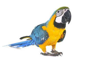 Wall Mural - Blue-and-yellow macaw in studio