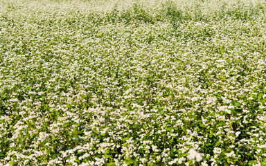 Sticker - field with blooming buckwheat