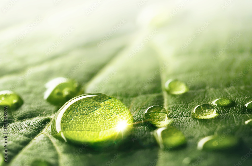 Large beautiful drops of transparent rain water on a green leaf macro. Droplets of water sparkle glare in morning sun . Beautiful leaf texture in nature. Natural background, free space. - obrazy, fototapety, plakaty 