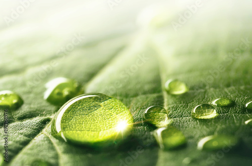 Dekoracja na wymiar  duze-piekne-krople-przezroczystej-wody-deszczowej-na-makro-zielony-lisc-kropelki-wody-blyszcza