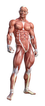 3D Rendering Male Anatomy Figure on White