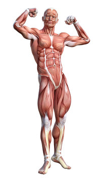 3D Rendering Male Anatomy Figure on White