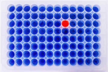 Wall Mural - Laboratory test plate. 96 well microplate. medical or microbiological test of blood or dna. test of cancer or virus