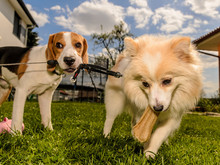 Dog Beagle Pulling Wrestling German Spitz Pomeranian With A Bone Treat In A Garden Sunny Day