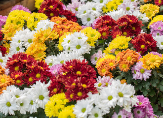 Wall Mural - Red chrysanthemum in the graden.