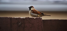 Male Sparrow On Fence