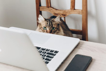 Cute Cat Sitting On Wooden Chair At Table With Laptop. Working Home And Freelance Concept. Maine Coon In Stylish Office Or Home Workplace. Funny Bussines And Work Situation