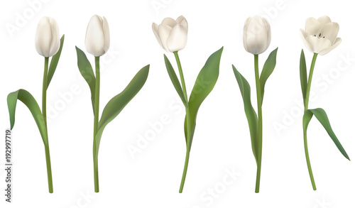 Fotomural Set of red realistic vector tulip flowers