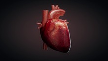 3D Animation Of A Beating Human Heart
