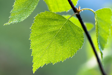 Sticker - green spring leaves on tree in forest