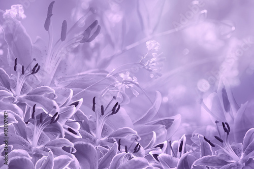 floral-light-violet-beautiful-background-flower-composition-of-purple-flowers-lilies-nature