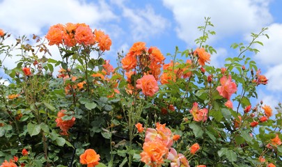 Canvas Print - Roses.