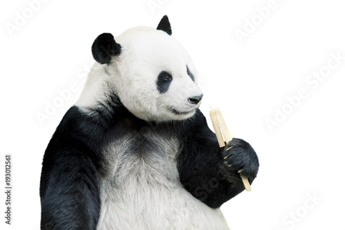 Photo  Giant panda eating bamboo isolated over white