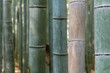 Die Bambuswälder von Arashiyama