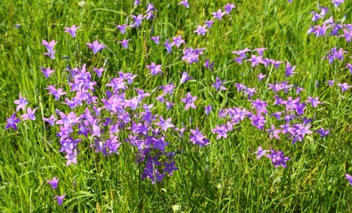 Wall Mural - Campanula patula.