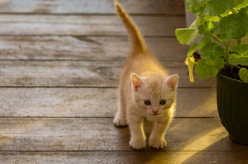 a small red kitten