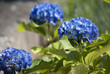 © elle981 - ortensia blu